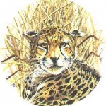 Cheetah