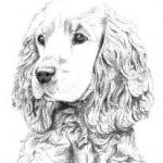 Golden Cocker Spaniel