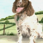 Springer Spaniel