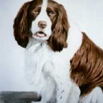 Springer Spaniel