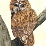 Tawny Owl