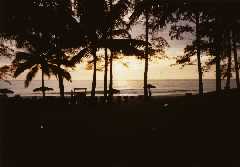 Thailand Sunset Trees photo